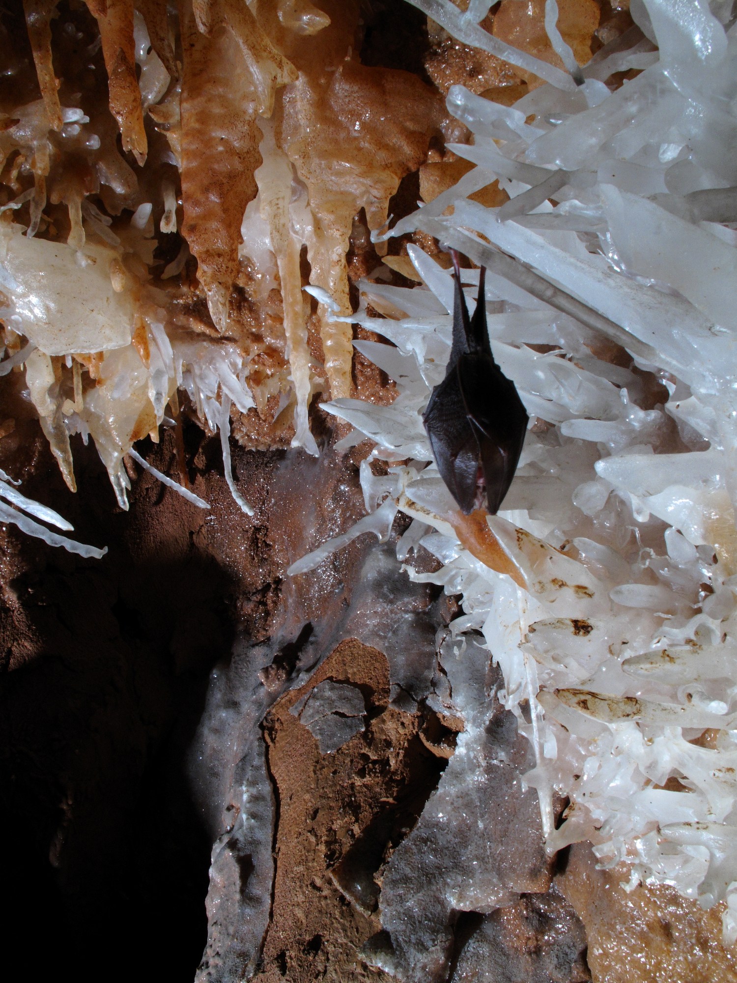 Mina Farcu - foto Pavol Kocis Peștera Farcu