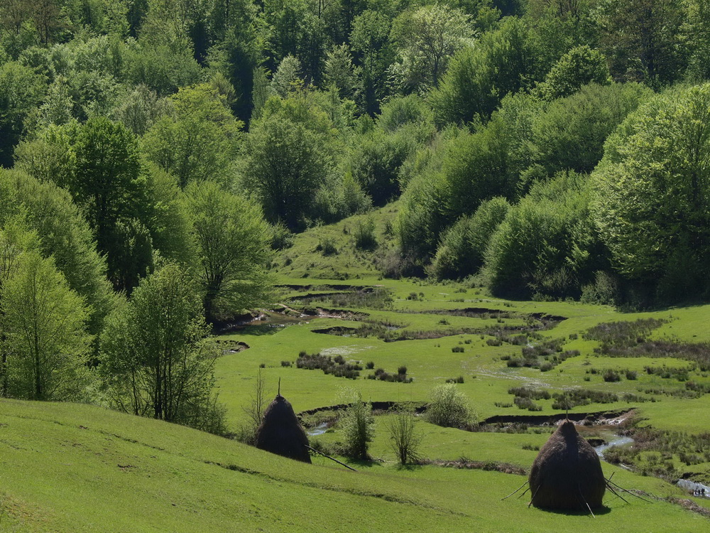 OLYMPUS DIGITAL CAMERA OLYMPUS DIGITAL CAMERA