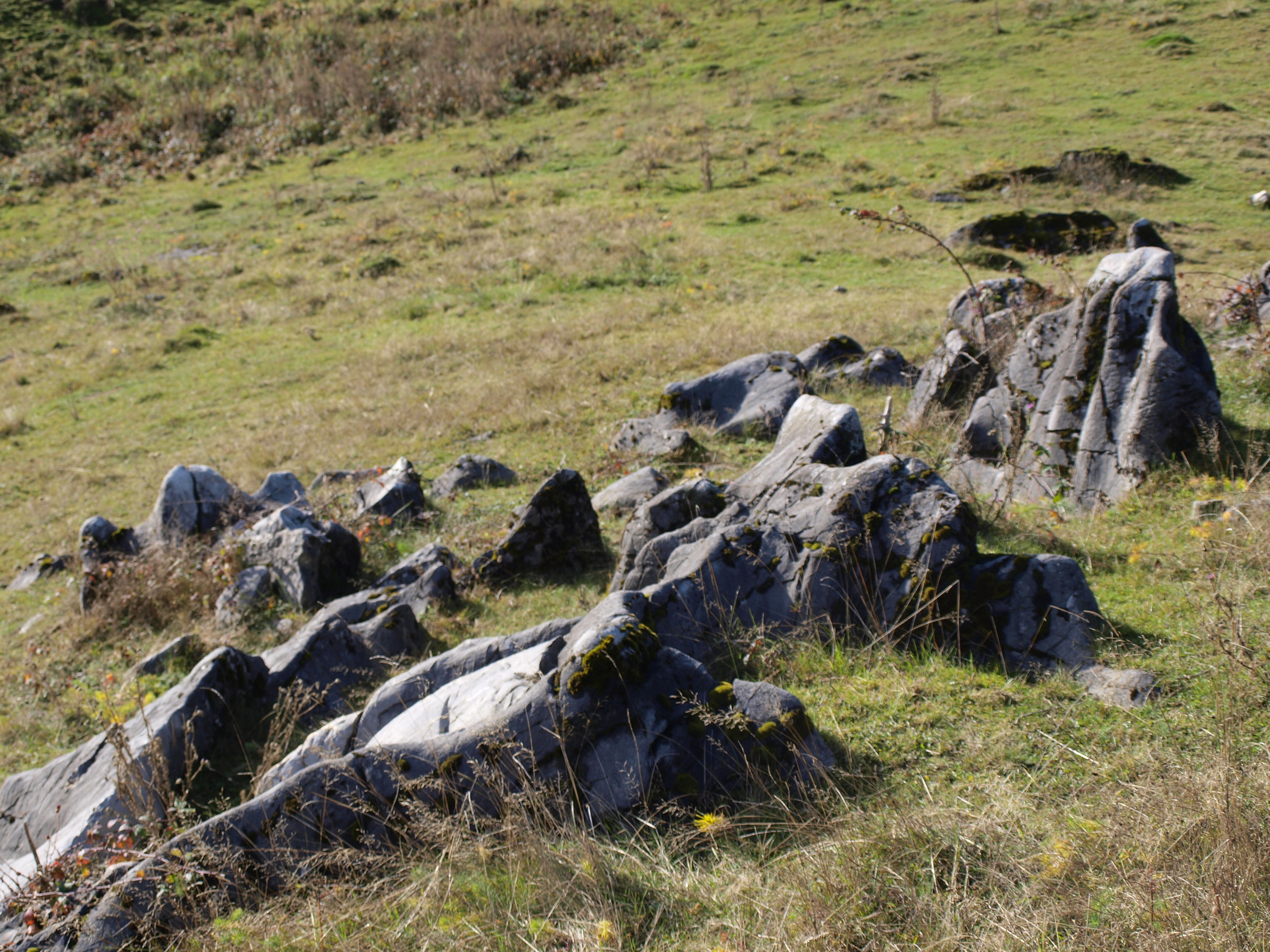 OLYMPUS DIGITAL CAMERA OLYMPUS DIGITAL CAMERA